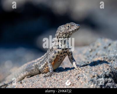 Un lézard de lave de Galapagos adulte (Microlophus albemarlensis), île de Seymour Nord, Galapagos, Equateur, Amérique du Sud Banque D'Images