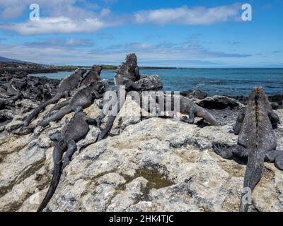 Adultes Galapagos iguanes marines (Amblyrhynchus cristatus), sur l'île Fernandina, Galapagos, Équateur, Amérique du Sud Banque D'Images