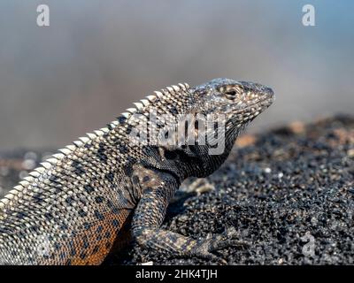 Un lézard de lave de Galapagos adulte (Microlophus albemarlensis), île de Seymour Nord, Galapagos, Equateur, Amérique du Sud Banque D'Images