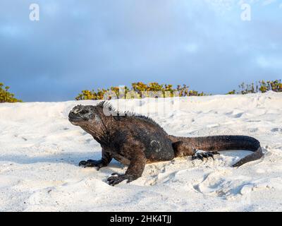 Galapagos marine iguana (Amblyrhynchus cristatus), à Cerro Brujo, île de San Cristobal, Galapagos, Equateur,Amérique du Sud Banque D'Images