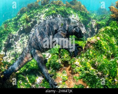 Mâle adulte Galapagos marine iguana (Amblyrhynchus cristatus), sous-marin, île Fernandina, Galapagos, Equateur,Amérique du Sud Banque D'Images