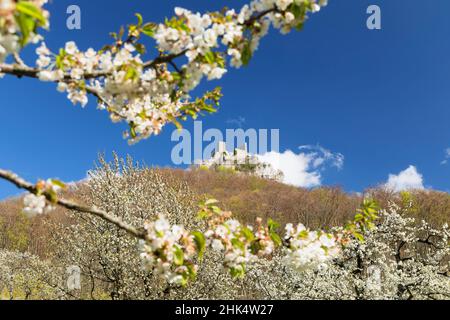 Reussenstein, Château, vallée de Neidlinger Tal, Alpes souabes, Bade-Wurtemberg,Allemagne, Europe Banque D'Images