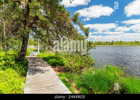 Lac Riedsee dans la haute lande Wurzacher Ried, Bad Wurzach, haute Souabe, Bade-Wurtemberg, Allemagne,Europe Banque D'Images