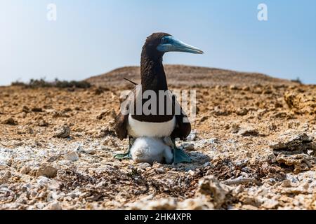 Brown Booby (Sula leucogaster) avec son poussin, îles Farasan, Royaume d'Arabie Saoudite, Moyen-Orient Banque D'Images
