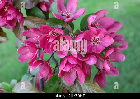 De jolies fleurs d'écrevisses rouges sur un arbre à fleurs au printemps. Banque D'Images