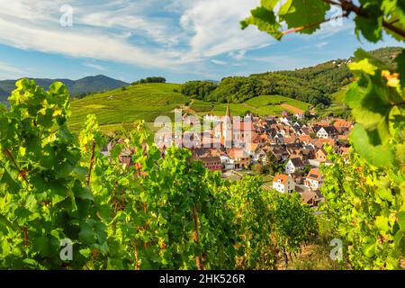 Niedermorschwihr, Alsace, route des vins alsaciens, Haut-Rhin, France,Europe Banque D'Images