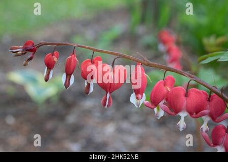 Saignant les coeurs pris dans le jardin au printemps. Banque D'Images