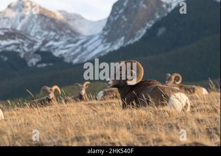 Ramettes de moucheep du Bighorn des Rocheuses (Ovis canadensis), parc national Jasper, site du patrimoine mondial de l'UNESCO, Alberta, Rocheuses canadiennes, Canada Banque D'Images