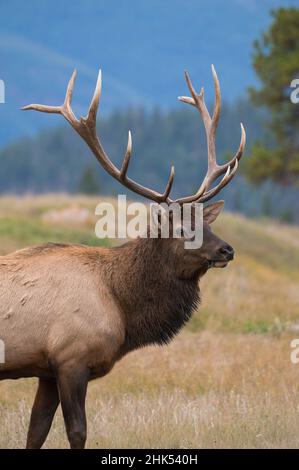 Wapiti (Wapiti) (Cervus canadensis) pendant la rut d'automne, parc national Jasper, site du patrimoine mondial de l'UNESCO, Alberta, Rocheuses canadiennes, Canada Banque D'Images