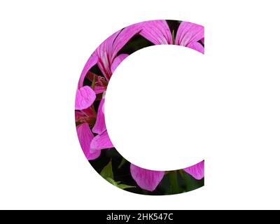 Lettre C de l'alphabet faite d'une fleur rose de pélargonium, isolée sur fond blanc Banque D'Images