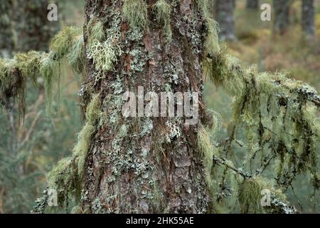 Arbre couvert à Old Mans Beard Lichen (Usnea filipendula), péninsule de l'île Noire, Cromarty, Scottish Highlands, Écosse,Royaume-Uni, Europe Banque D'Images