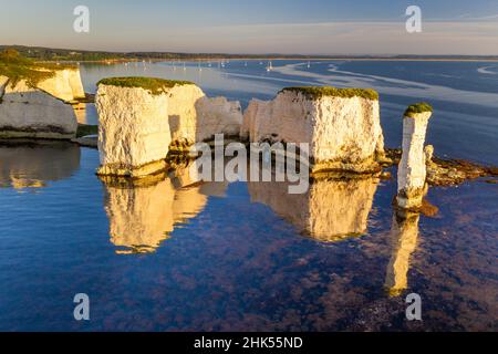 Tôt le matin, le soleil éclaire Old Harry Rocks sur la côte jurassique, site classé au patrimoine mondial de l'UNESCO, Studland, Dorset, Angleterre, Royaume-Uni Banque D'Images