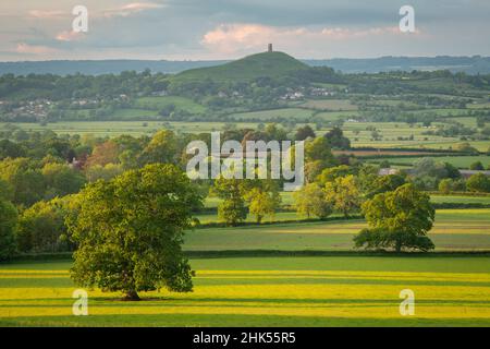Campagne rurale des niveaux de Somerset en été près de Glastonbury Tor, Somerset, Angleterre, Royaume-Uni, Europe Banque D'Images
