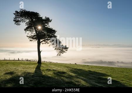 Arbre de sommet de colline de pin solitaire sur une brumeuse, matin d'automne ensoleillé, Devon, Angleterre, Royaume-Uni,Europe Banque D'Images