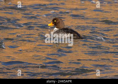 Barrow's goldeneye (Bucephala islandica), parc national de Smith Rock, Oregon Banque D'Images