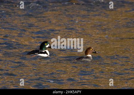 Barrow's goldeneye (Bucephala islandica), parc national de Smith Rock, Oregon Banque D'Images