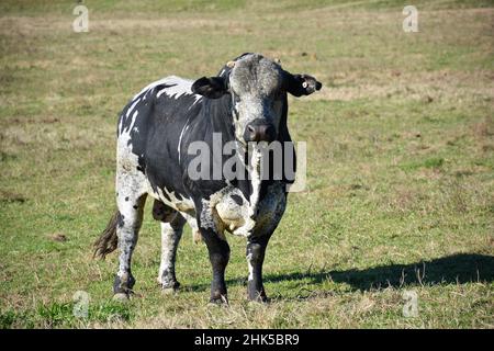 Un cow out sur une journée ensoleillée paître à Cowtown New Jersey USA et est un taureau de vache de rodéo. Banque D'Images
