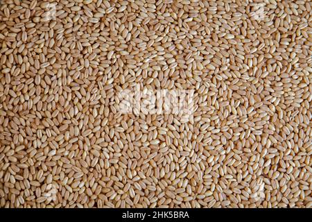 Texture des grains de blé agricole, vue du dessus Banque D'Images