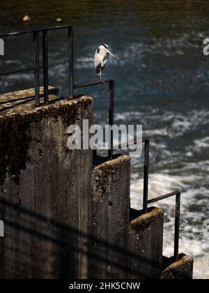 Un héron gris reposant sur une balustrade près d'une rivière, Nancy (France), jour ensoleillé en été Banque D'Images