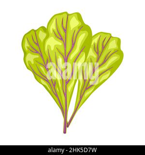 Feuilles de mangold isolées sur fond blanc.Une salade de type plat.Symbole Agriculture pour n'importe quel usage.Illustration vectorielle de conception. Illustration de Vecteur