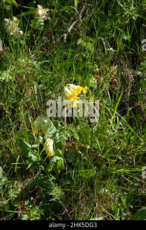Fleurs de cowslide jaune qui poussent sur une rive herbeuse au printemps. Banque D'Images