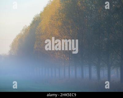 Une de mes rangées d'arbres préférées, n'importe où.Et il se trouve que c'est dans mon village natal de Lower Radley, dans l'Oxfordshire, en Angleterre, à deux pas Banque D'Images