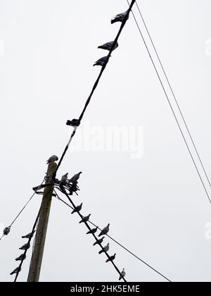 Qu'est-ce qui rend un point de percement souhaitable pour les pigeons ?Je ne sais pas mais, quels que soient les critères pertinents, ce poteau et feu de rue dans Lower Radley Vil Banque D'Images