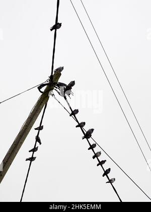 Qu'est-ce qui rend un point de percement souhaitable pour les pigeons ?Je ne sais pas mais, quels que soient les critères pertinents, ce poteau et feu de rue dans Lower Radley Vil Banque D'Images