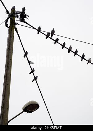 Qu'est-ce qui rend un point de percement souhaitable pour les pigeons ?Je ne sais pas mais, quels que soient les critères pertinents, ce poteau et feu de rue dans Lower Radley Vil Banque D'Images