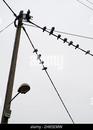 Qu'est-ce qui rend un point de percement souhaitable pour les pigeons ?Je ne sais pas mais, quels que soient les critères pertinents, ce poteau et feu de rue dans Lower Radley Vil Banque D'Images