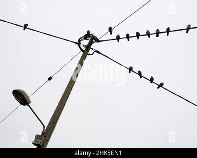 Qu'est-ce qui rend un point de percement souhaitable pour les pigeons ?Je ne sais pas mais, quels que soient les critères pertinents, ce poteau et feu de rue dans Lower Radley Vil Banque D'Images