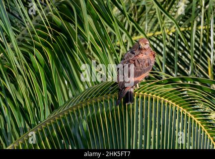 Un grand Faucon savane, Buteogallus meridionalis, prélevant et nettoyant ses plumes tout en se reposant sur un palmier au soleil. Banque D'Images