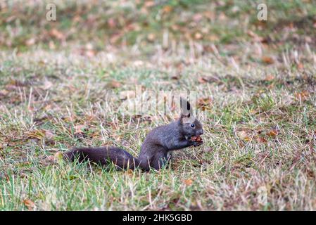 Variante noire d'un écureuil rouge eurasien dans l'herbe avec un écrou Banque D'Images