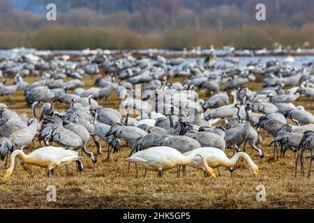 Des grues migratrices et des cygnes Whooper au bord d'un lac Banque D'Images