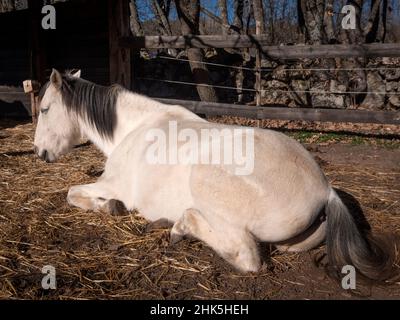 Vue arrière du cheval blanc andalou, au soleil d'hiver. Banque D'Images