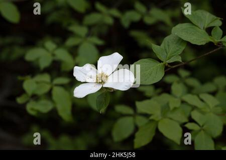 Quatre pétales, Pacific Dogwood, dans la nature, contre des feuilles vertes, Calaveras Big Trees State Park, Californie, États-Unis Banque D'Images