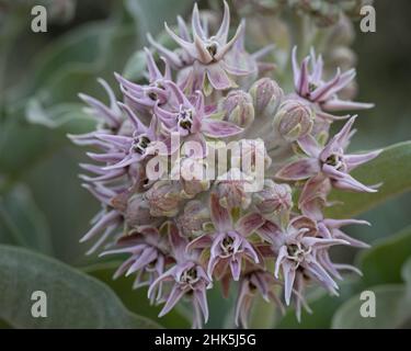 Gros plan sur la fleur de l'herbe à lait dans la nature en Californie, États-Unis, vu d'en haut, au printemps Banque D'Images