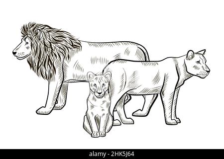 Lions de famille isolés sur fond blanc.Croquis graphique lion, lioness, cub prédateur de savane en style gravure.Design rétro noir et blanc Illustration de Vecteur