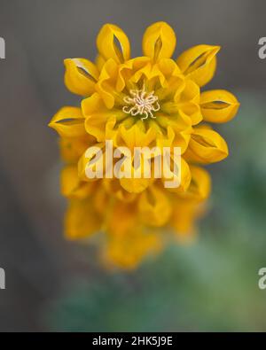 Vue de dessus de la fleur jaune Lupinus mettant en évidence la disposition radiale des pétales Banque D'Images