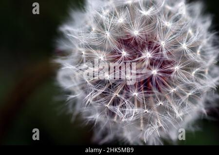 Gros plan coloré de Dandelion Head violet, vert, blanc Banque D'Images