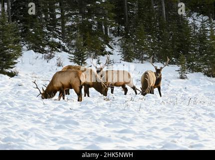 Jeune wapiti (Wapiti), (Cervus canadensis) se nourrissant après la première neige d'hiver, boucle Minnewanka, parc national Banff, Alberta, Canada Banque D'Images