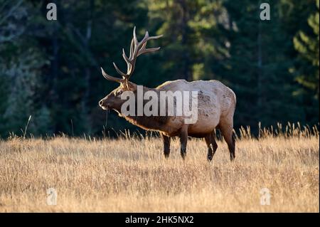 Les jeunes wapitis (Wapiti), (Cervus canadensis), stands Alert Minnewanka loop, parc national Banff, Alberta, Canada Banque D'Images