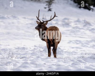 Jeune wapiti (Wapiti), (Cervus canadensis) se nourrissant après la première neige d'hiver, boucle Minnewanka, parc national Banff, Alberta, Canada Banque D'Images