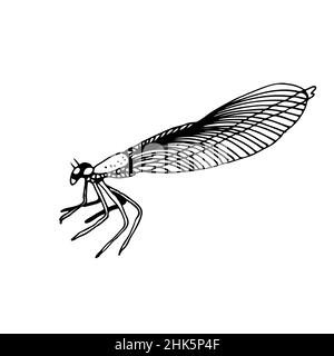 Illustration de vecteur Dragonfly, insecte dessiné à la main isolé sur fond blanc Illustration de Vecteur