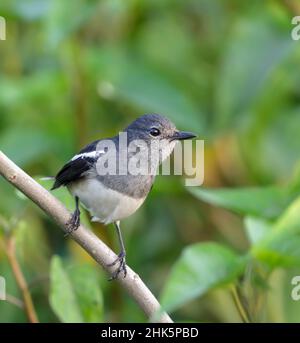 le magpie-Robin oriental est un petit oiseau de passereau. Banque D'Images