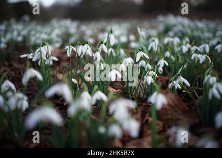 Les chutes de neige aux jardins botaniques royaux de Kew, dans l'ouest de Londres, tandis que le temps chaud fait apparaître des signes d'un début de printemps.Date de la photo: Mercredi 2 février 2022. Banque D'Images