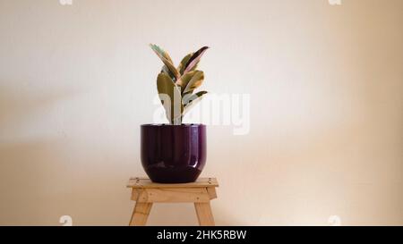 Arbre variégé Ficus elastica sur un tabouret en bois Banque D'Images