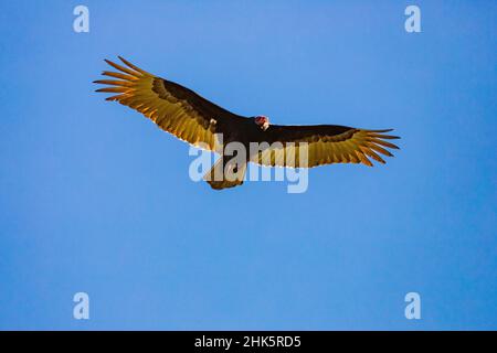 Turquie Vulture (Cathartes aura) sourd contre un ciel bleu clair. Photographié dans le comté de Shasta, Californie, États-Unis. Banque D'Images