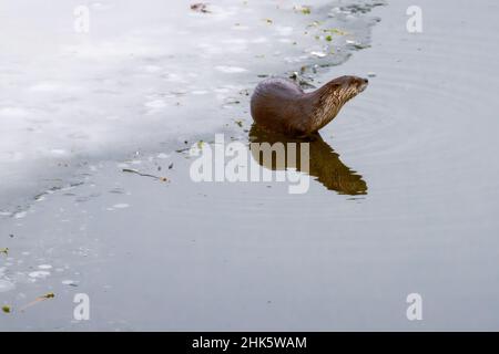 Loutre de rivière (Lontra canadensis) par une feuille de glace.Photographié au lac Almanor dans le comté de Plumas, Californie, États-Unis. Banque D'Images