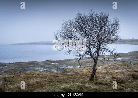 Un arbre isolé qui pousse sur la rive sombre et brumeuse du lac Colliford, sur la Moor Bodmin, dans les Cornouailles. Banque D'Images
